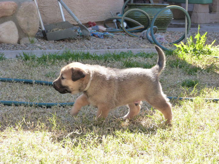 chinook dog